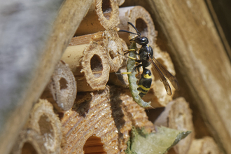 bug hotel
