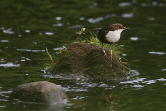 Dipper