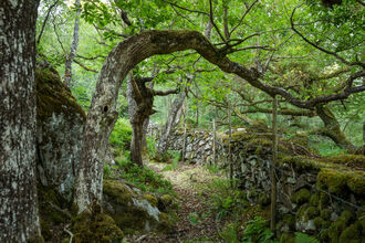 celtic rainforest