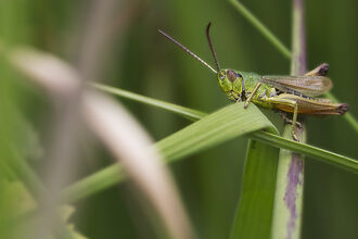 grasshopper