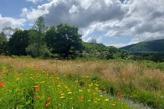 Wildlfowers