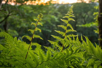 Bracken