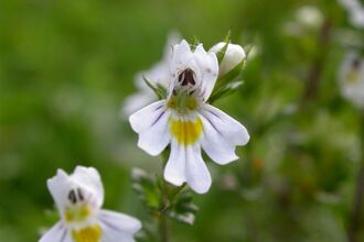Eyebright