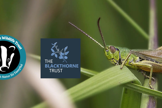 grasshopper