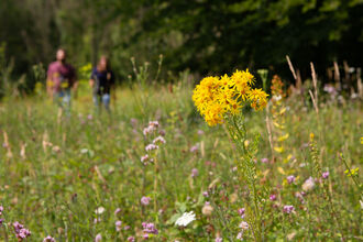 Wildflower walk