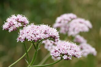 Common valerian