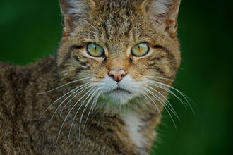 Wildcat