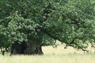 Veteran oak tree in a field, The Wildlife Trusts
