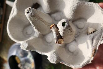 Moth trapping