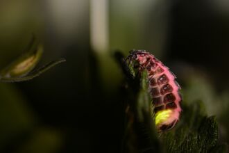 glow worm