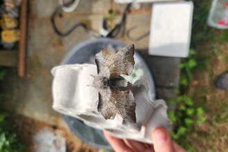 Moth trapping
