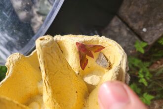 Moth trapping