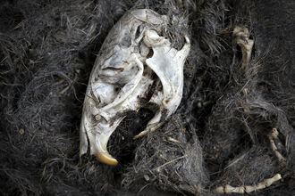 barn owl pellet