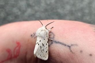 Moth