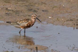 A curlew sandpiper wading through a shallow, muddy pool. It's a small wading bird with a fairly long, downcurved beak, rusty red underparts and spangled black and red upparparts