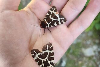 moth