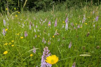 Meadow