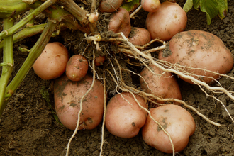 potato
