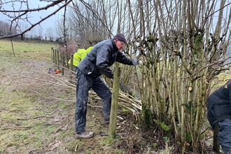 Hedgelaying