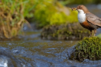 Dipper by Andy Rouse