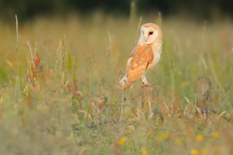 Barn Owl