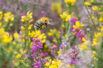 Bumblebee and wild flowers