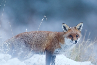 Red fox in snow by Danny Green