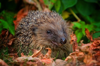 Hedgehog sitting