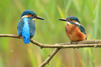 Two kingfishers by Jon Hawkins