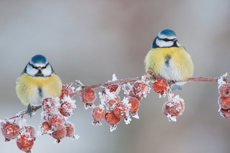 Pair of bluetits on a frosty branch