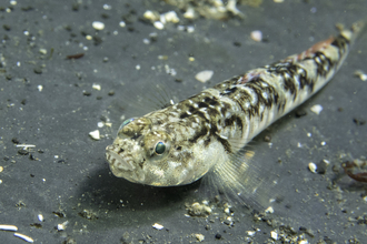 Painted goby