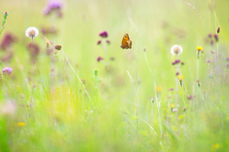 Wild flowers by Jon Hawkins