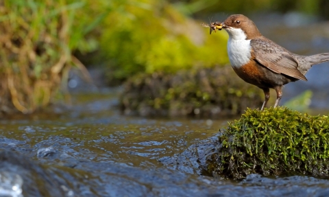 Dipper by Andy Rouse
