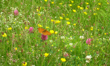 Gilfach meadow brimming with wildflowers