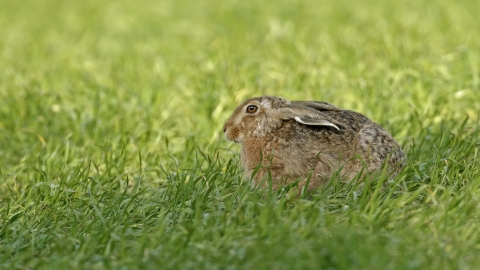 Brown hare sitting