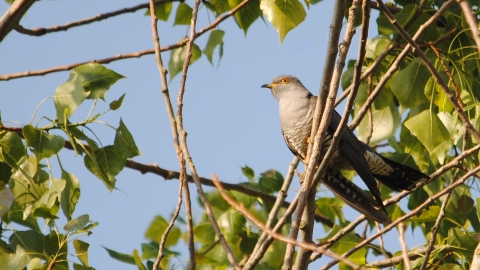 Cuckoo