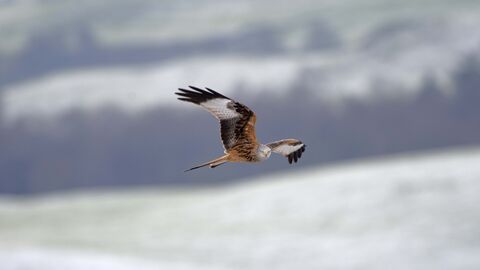 Red kite | Radnorshire Wildlife Trust
