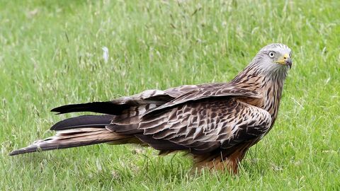 Red kite | Radnorshire Wildlife Trust
