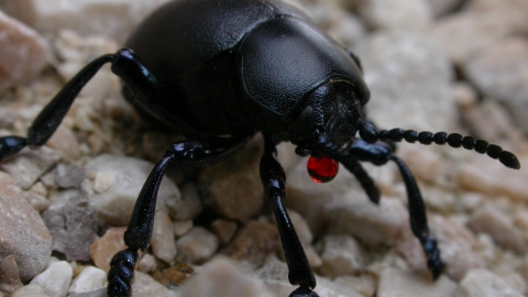 Bloody-nosed Beetle