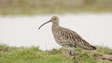 Curlew