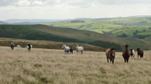 Cnwch Bank Horses