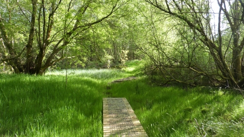 Abercamlo Boardwalk