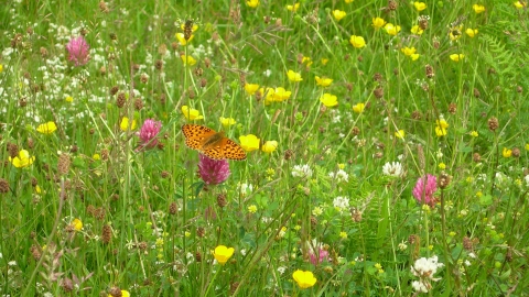 Gilfach meadow brimming with wildflowers