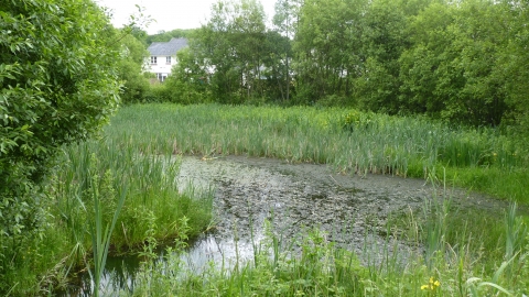 Gorse Farm Nature Reserve