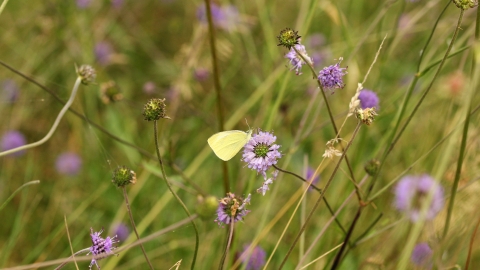 Large White butterfly on Devil's bit scabious at Burfa Bog Nature Reserve