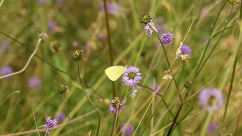 Large white butterfly on Devil's bit-scabious