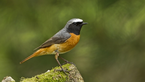 Redstart by Tony Coombs