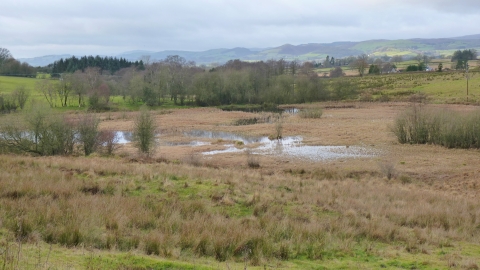 Pentrosfa Mire Nature Reserve