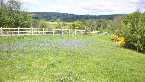 Wildflower bank Rhayader Tunnel