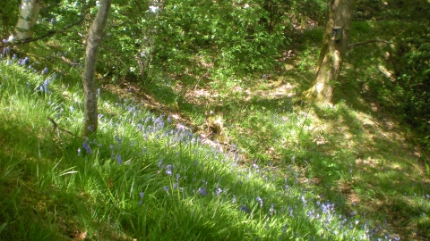 Rhayader Tunnel